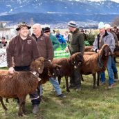 Schafausstellung Braunes Tiroler Bergschaf Tirol (15)